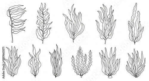 Seaweed Silhouette Vector Set: Underwater Plants and Marine Flora Shapes