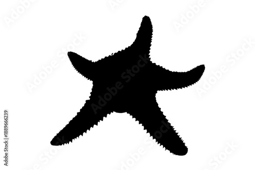 Silhouette of a starfish