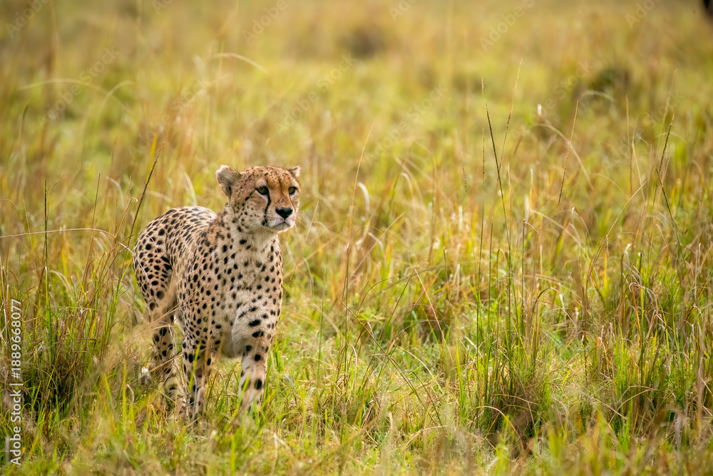 Naklejka premium A cheetah brothers from tano bora walking in the open plains of Masai Mara National Reserve during a wildlife safari