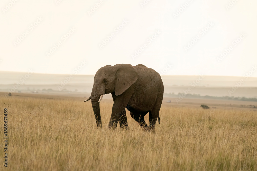 Fototapeta premium A family of elephants grazing on tall grass inside Masai mara national reserve during a wildlife safari