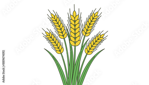 Wheat ears vector illustration with green stalks and yellow grains on white background