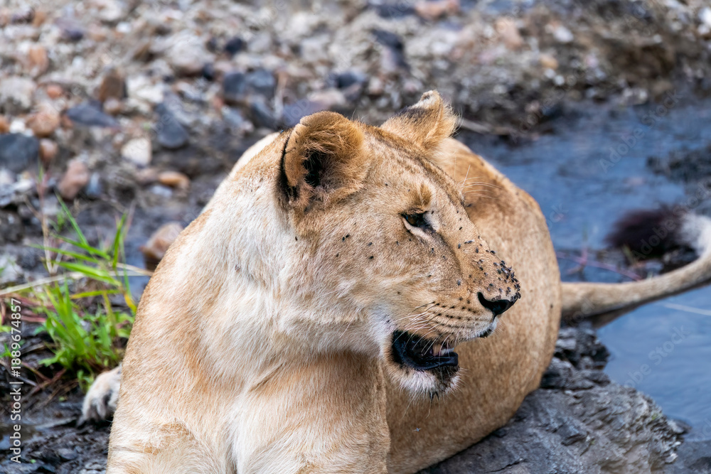 Obraz premium A female lioness with her family relaxing in the grasslands of Masai Mara National Reserve during a wildlife safari