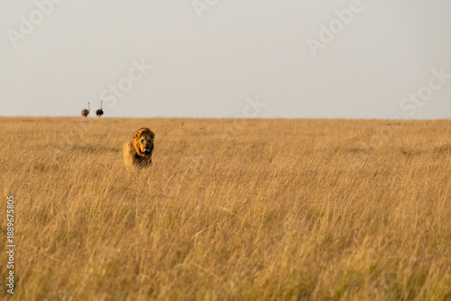 A male lion of Topi pride walking in the grasslands of Masai Mara National Reserve During a wildlife safari