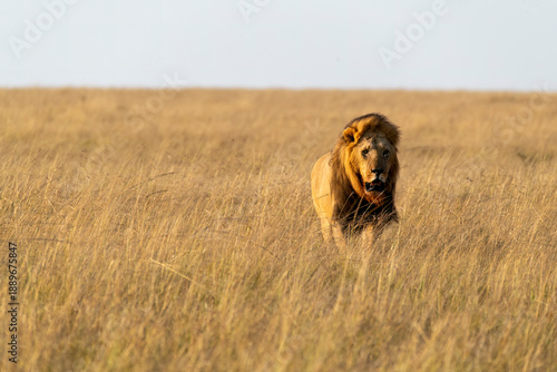 A male lion of Topi pride walking in the grasslands of Masai Mara National Reserve During a wildlife safari