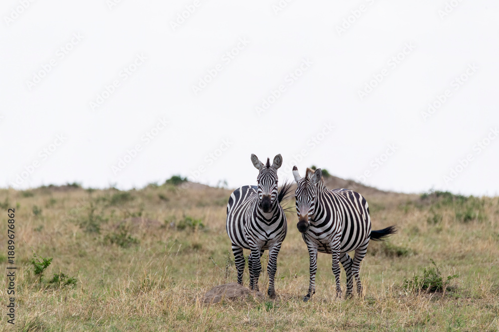 Obraz premium An african zebra grazing in the grasslands of Masai Mara National Reserve during a wildlife safari
