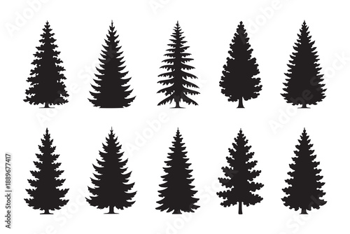 Collection of various pine and evergreen trees silhouette for winter forest landscape design elements