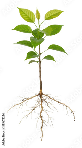 Growing green seedling nature environment plant roots isolated on transparent background
