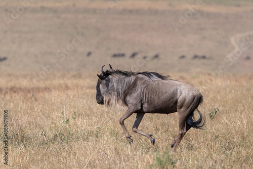 A herd of wildebeests running near mara river inside Masai Mara National Reserve during a wildlife safari