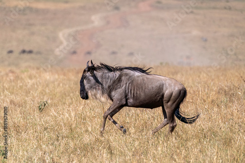 A herd of wildebeests running near mara river inside Masai Mara National Reserve during a wildlife safari