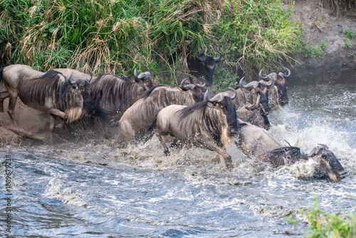Fotografia A herd of blue wildebeests crossing lower sand river causing commotion among the