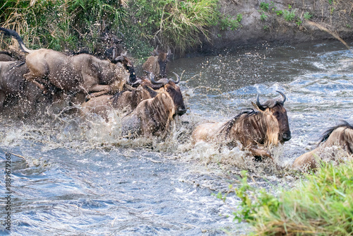 Fotografia A herd of blue wildebeests crossing lower sand river causing commotion among the