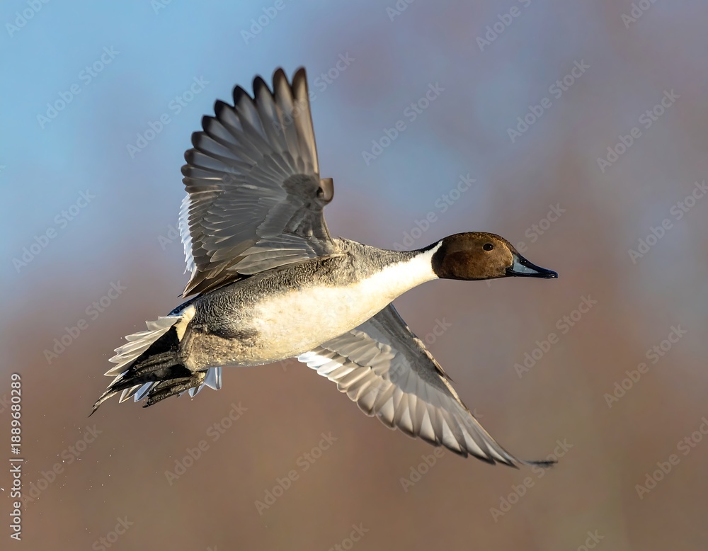 Fototapeta premium A brown-headed duck in flight