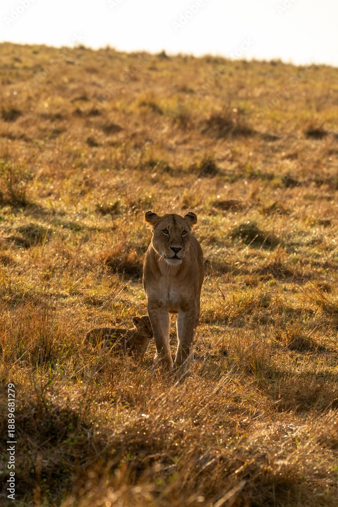 Naklejka premium A lion cub walking among high grasses in the grasslands inside Masai Mara National Reserve during a wildlife safari