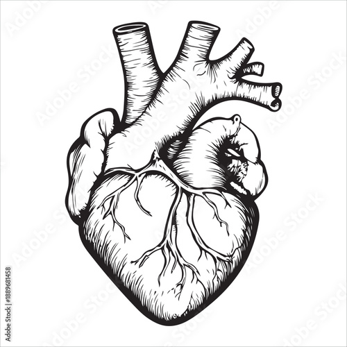 
Anatomical heart illustration showing the organ in black and white isolated on 