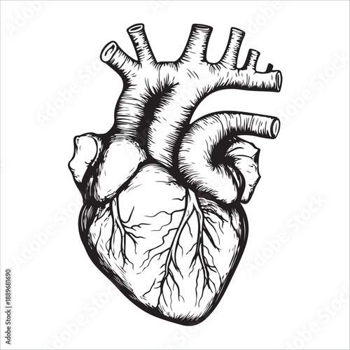 
Anatomical heart illustration showing the organ in black and white isolated on 