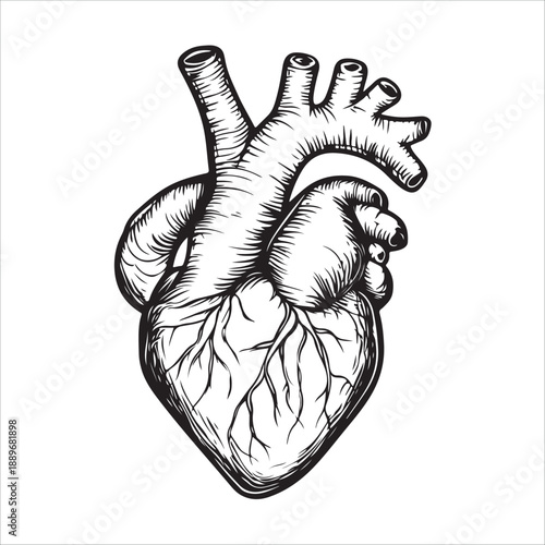 
Anatomical heart illustration showing the organ in black and white isolated on 