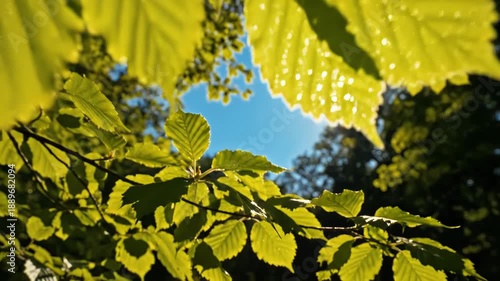 Sun shining through green leaves on a tree branch on a sunny day outdoors