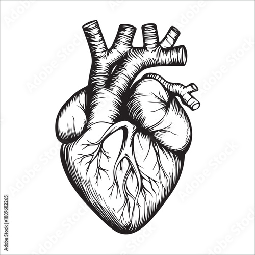 
Anatomical heart illustration showing the organ in black and white isolated on 