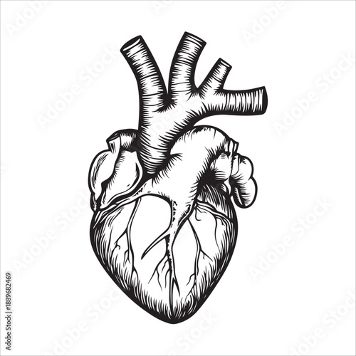 
Anatomical heart illustration showing the organ in black and white isolated on 