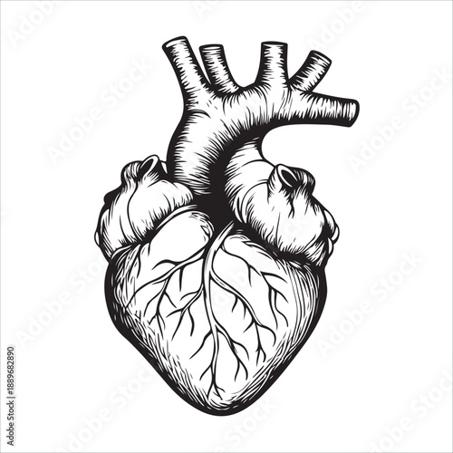
Anatomical heart illustration showing the organ in black and white isolated on 