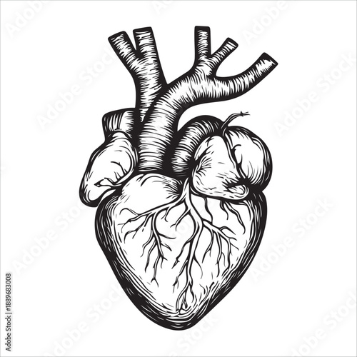 
Anatomical heart illustration showing the organ in black and white isolated on 