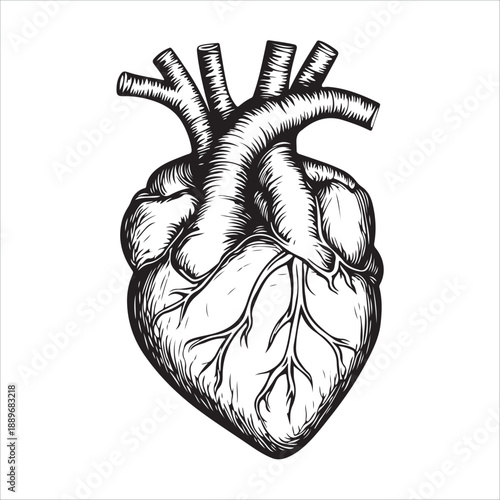 
Anatomical heart illustration showing the organ in black and white isolated on 