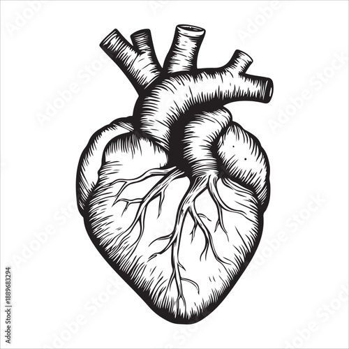
Anatomical heart illustration showing the organ in black and white isolated on 