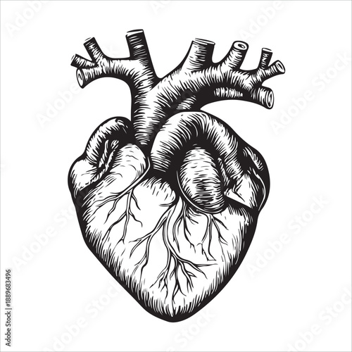 
Anatomical heart illustration showing the organ in black and white isolated on 