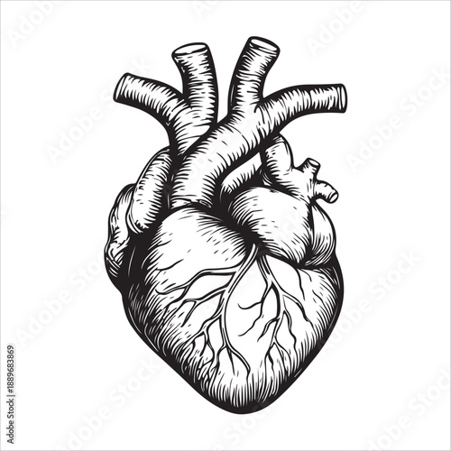 
Anatomical heart illustration showing the organ in black and white isolated on 