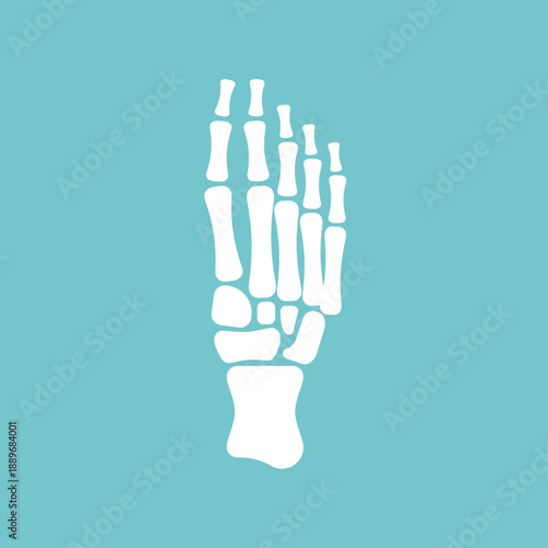 human foot skeleton (bones and joints). Represents anatomy, orthopedics, podiatry, health, injury, or medical concepts