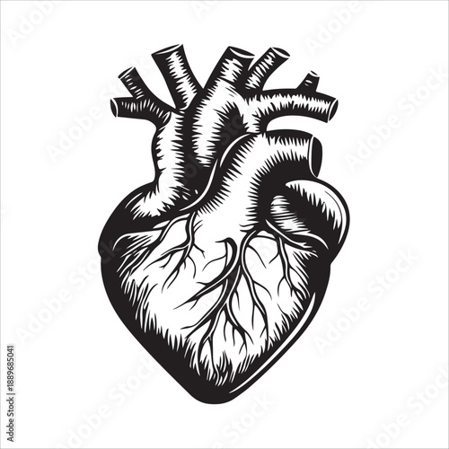 
Anatomical heart illustration showing the organ in black and white isolated on 