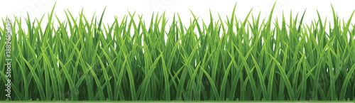 Fresh green grass border illustration forming natural lawn edge background for spring garden and eco design