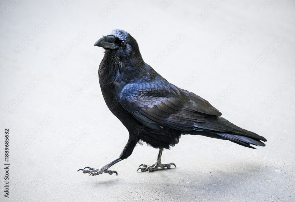 Obraz premium A common raven (Corvus corax) walking in the parking lot. Yosemite National Park. California. USA.