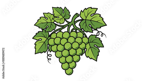 Green grapes cluster with lush leaves on vine fresh and healthy for food and drink concepts