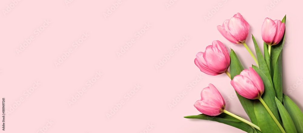 Fototapeta premium Fresh pink tulips with green leaves placed on a solid pastel pink background, creating a bright and cheerful floral composition. banner