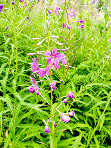 Vertical Close-Up of Magenta Fireweed Flowers (Epilobium angustifolium) Blooming in a Sunny Alpine Meadow, High Valle Camonica, Italy