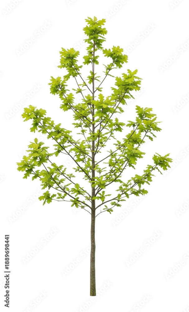 Obraz premium Growing green maple tree nature scene plant life view isolated on transparent background