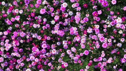 Aerial Top Down View of an Infinite Field of Pink and Purple Cosmos Flowers