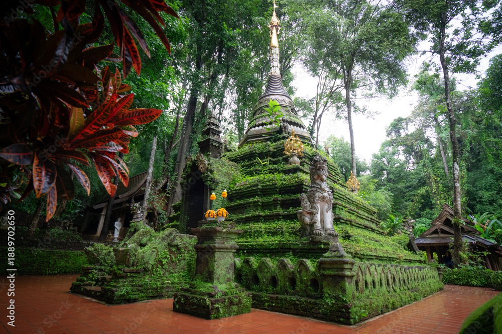 Fototapeta premium fresh natural aire in the forest temple Wat Pha Lat surrounding hidden in the lush jungle of Chiang Mai in Northern of Thailand