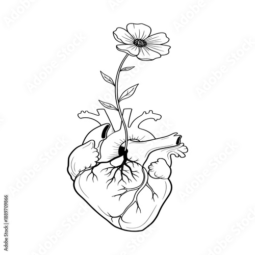 Anatomical heart with a flower stem growing out of it, illustration, vector graphics, medical art, symbolic representation