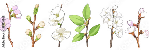 Różne etapy kwitnienia gałązek drzew owocowych i liściastych, z przezroczystym tłem.
