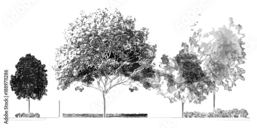 Ilustracja wektorowa drzew liściastych z przezroczystym tłem dla projektantów