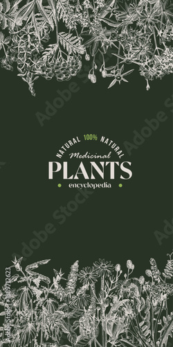 Medicinal plants banner with healing herbs