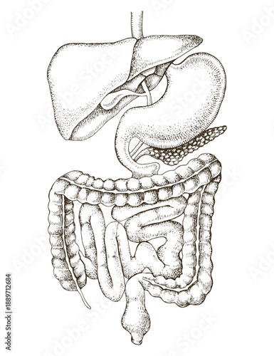 Human digestive system vector illustration
