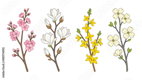 Vector illustration of four distinct spring flowering branches: cherry blossom, magnolia, forsythia, and dogwood, showcasing their unique blooms and colors.