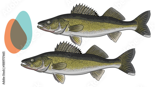 Detailed illustration of two walleye fish swimming against a white background with abstract orange and blue bubble shapes.