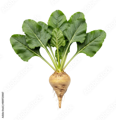 Harvesting fresh organic beets farm field food nature isolated on transparent background