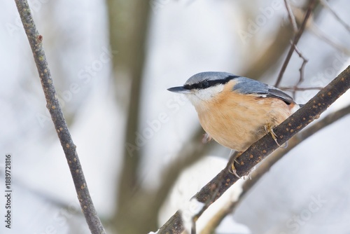 Photos A nuthatch sits on a tree