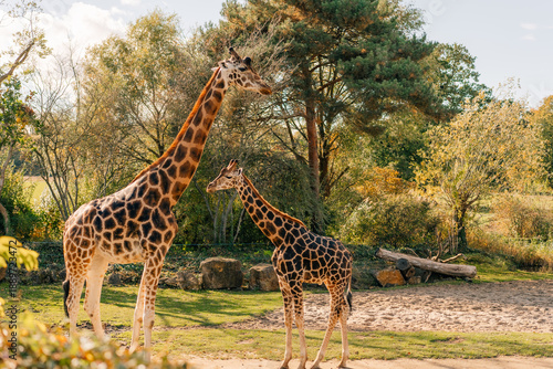 Africa savanna landscape at the Leipzig Zoo. Germany. Giraffes