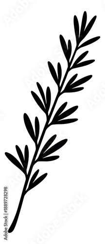 Hand drawn illustration of a rosemary sprig depicting an aromatic herb for cooking and food design